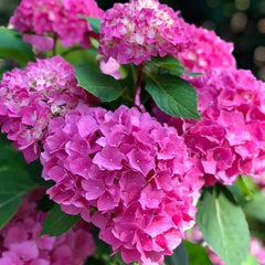Close-up of pink hydrangea flowers with green leaves
