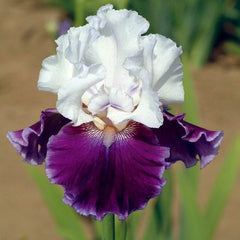 100 Snow Cap Iris Seeds