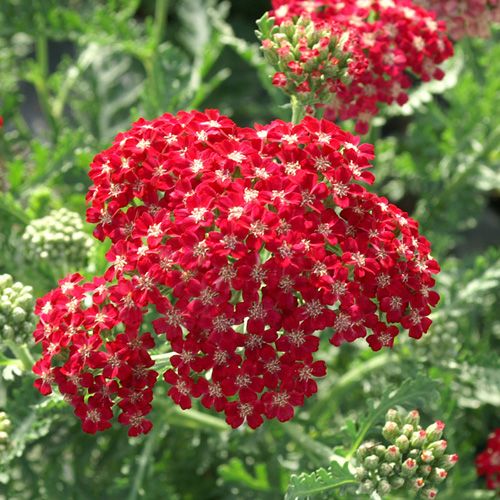 500 Red Yarrow Flower Achillea Millefolium Seeds