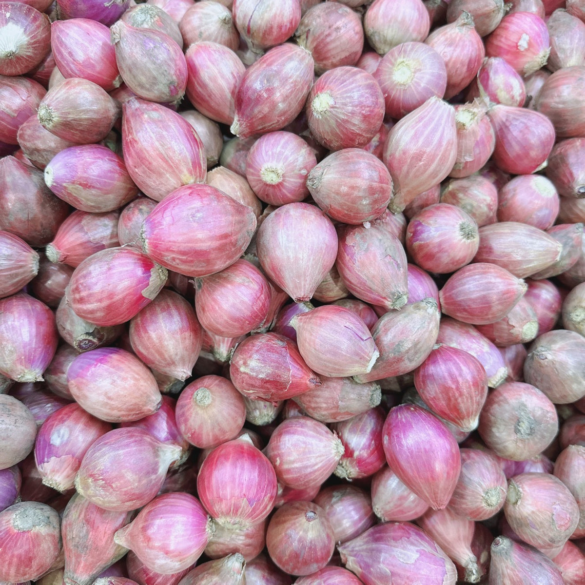 300 Burmese Red Onion Vegetable Seeds