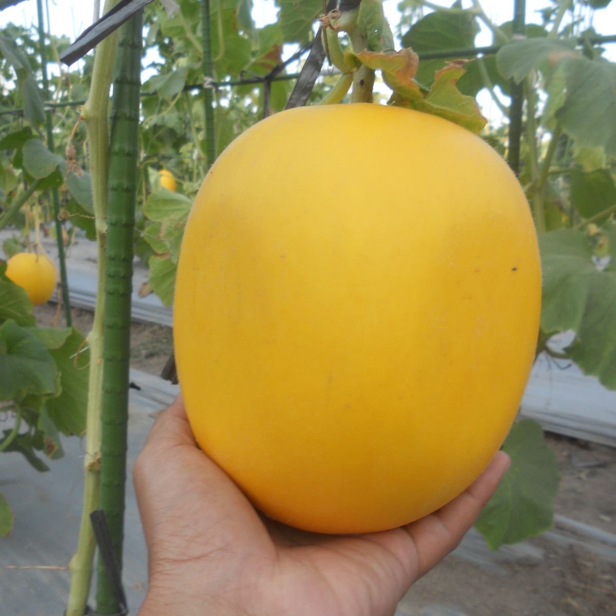 50 Golden King China Cantaloupe Melon Seeds