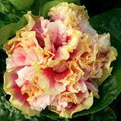 100 Butterfly Kisses Hibiscus Hardy Flower Perennials Seeds
