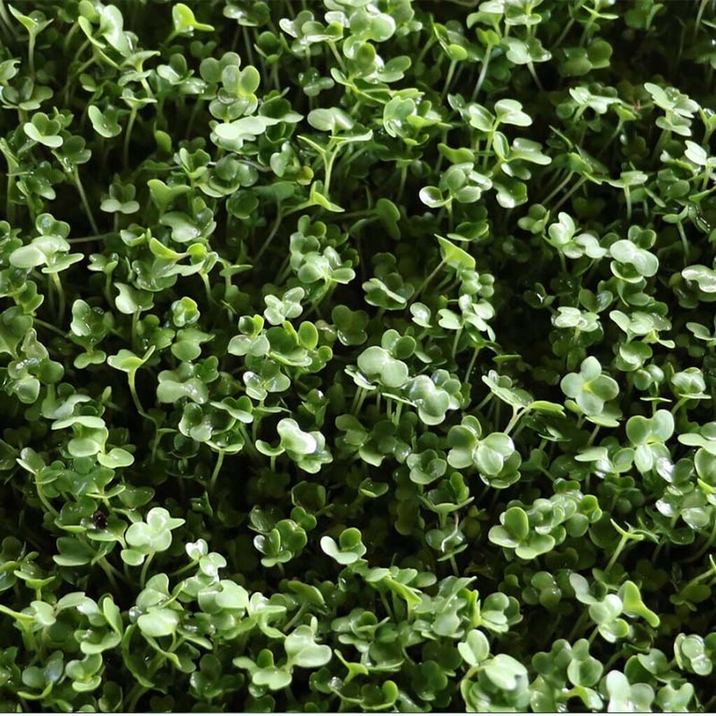 300 Baby Chinese Kale Sprouts Microgreen Seeds