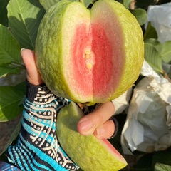 40 Hong Bao Shi Red Pearl Guava Apple Psidium Guajava Seeds