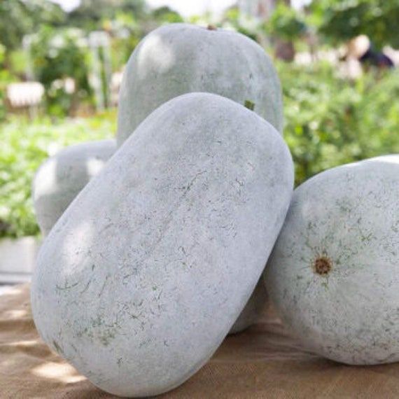 30 Giant White Skin Winter Melon Vegetable Seeds