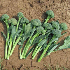 100 Baby Mini Green Broccoli Vegetable Seeds