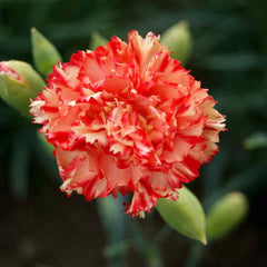 350 Chabaud Avranchin Carnation Flower Dianthus Caryophyllus Seeds