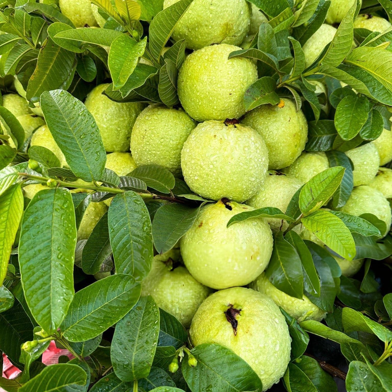 Green fruits on a tree with leaves