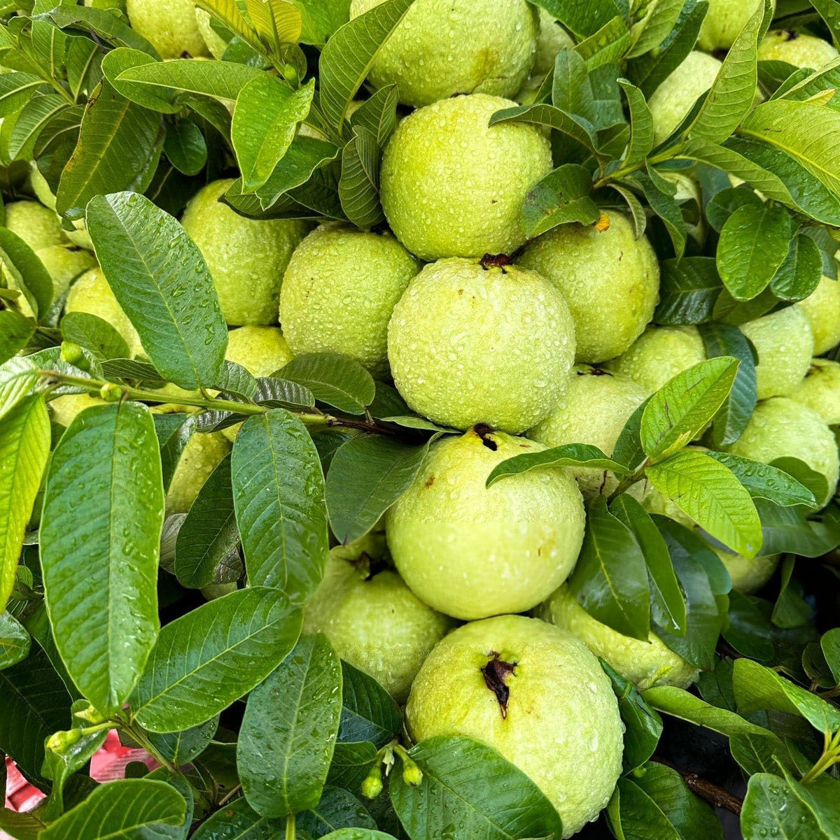 Green fruits on a tree with leaves