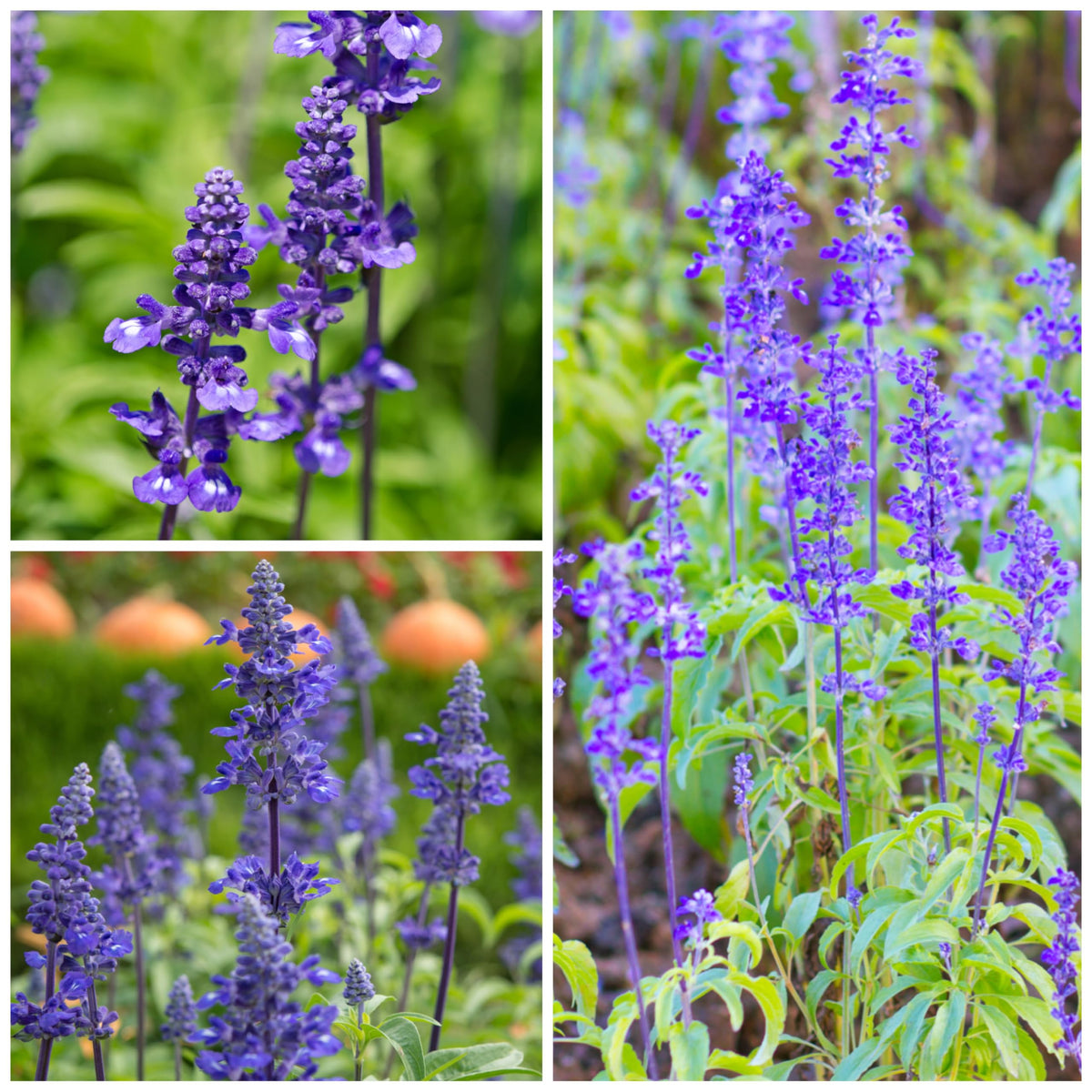 100 Sapphire Blue Sage Flower Seeds