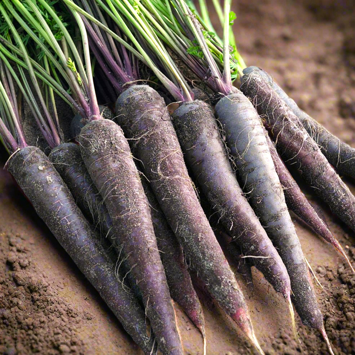400 Black Nebula Carrot Vegetable Seeds