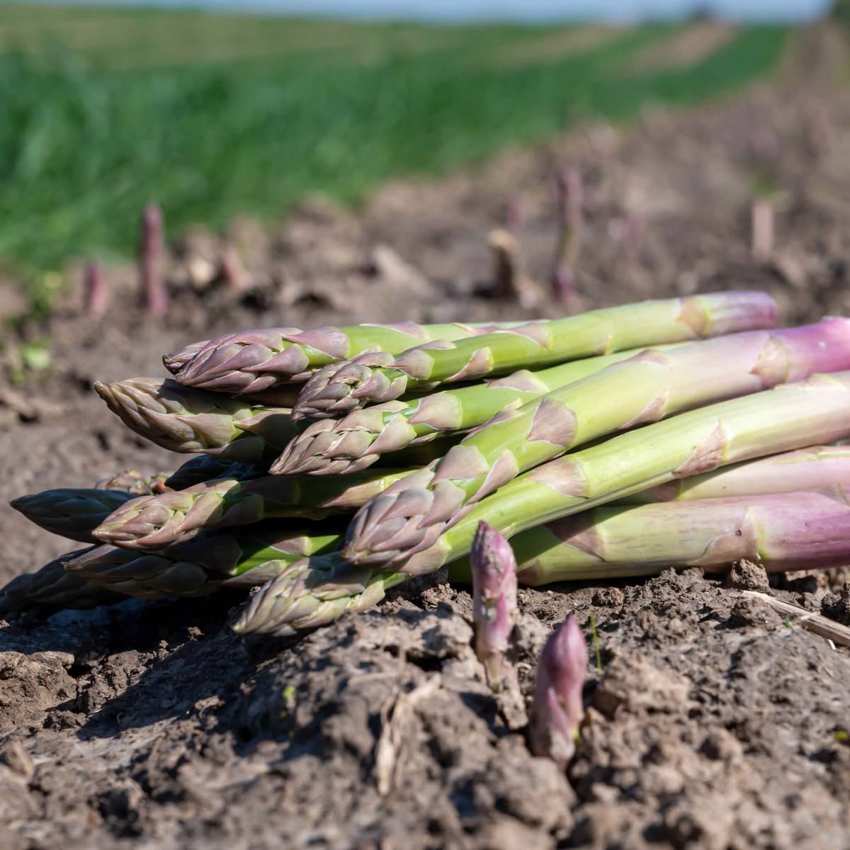 50 UC-157 F2 Asparagus Vegetable Seeds