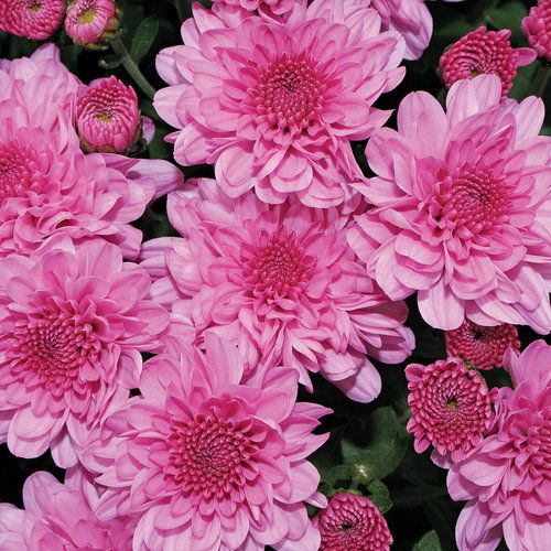 200 Lavender Chrysanthemum Flowers Seeds