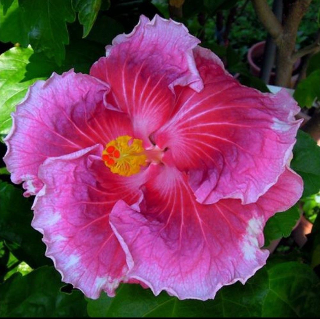 100 Taiwan Psalm Hibiscus Hardy Flower Perennials Seeds
