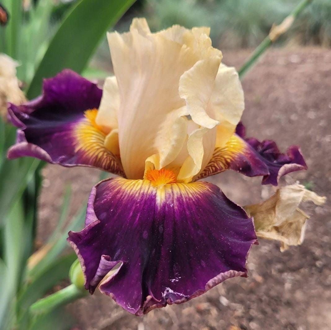100 Malheur Iris Seeds