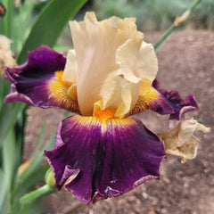 100 Malheur Iris Seeds