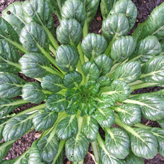 300 Tat Soi Chinese Flat Cabbage Vegetable Non-Gmo Heirloom Seeds