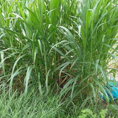 5000 Napier Pasture Grass Seeds