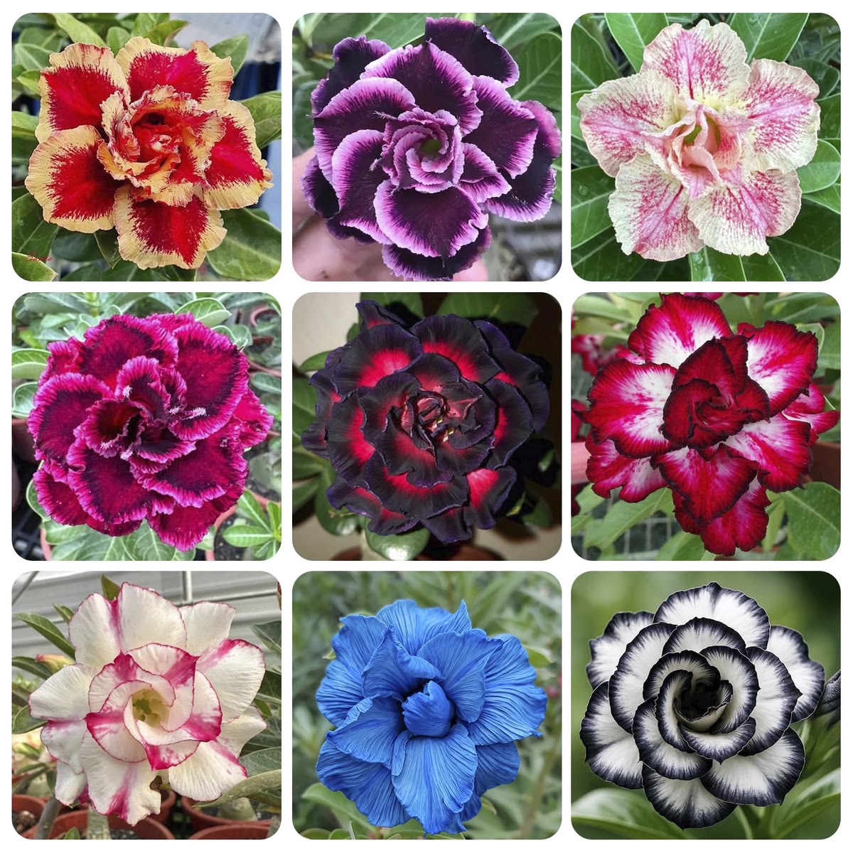 15 Thai Mixed species Adenium Obesum Double layer Desert Rose Seeds