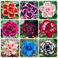 15 Thai Mixed species Adenium Obesum Double layer Desert Rose Seeds