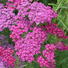 500 Violet Yarrow Flower Achillea Millefolium Seeds