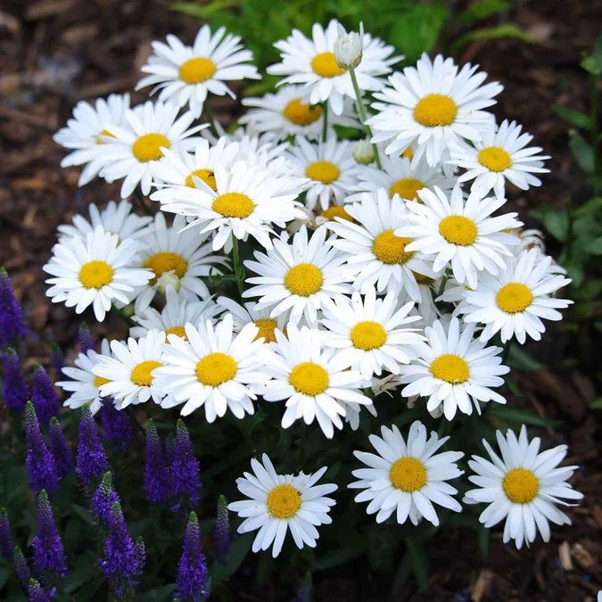 500 Meadow Daisy Flower Seeds