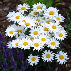 500 Meadow Daisy Flower Seeds