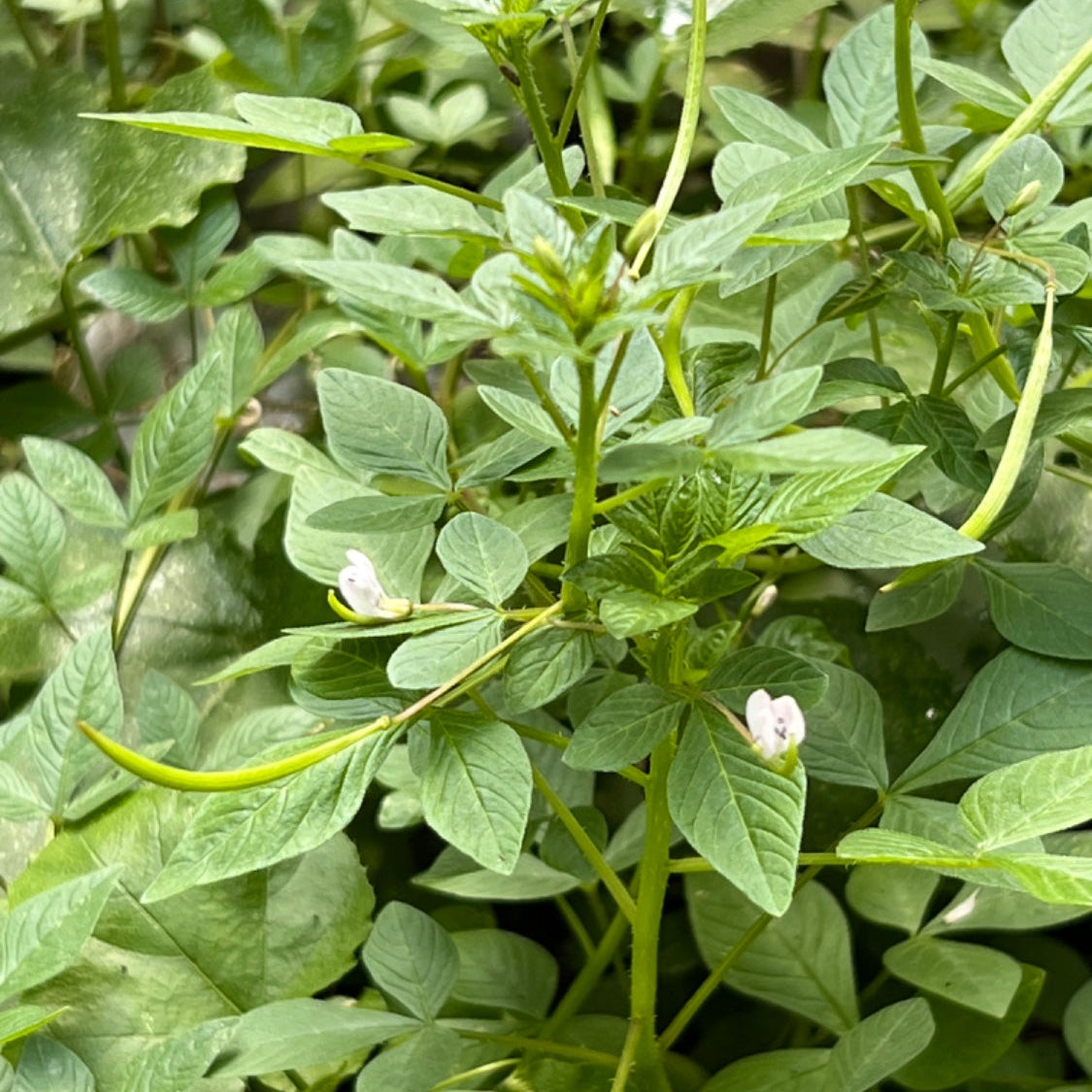 Close-up of green plant with small white flowers