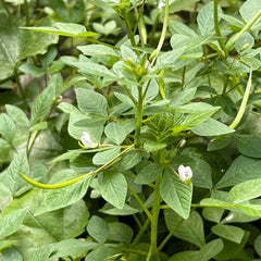 Close-up of green plant with small white flowers