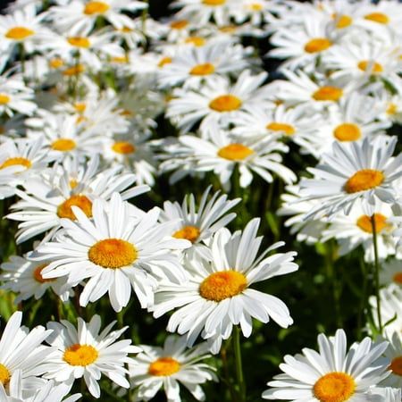 500 Shasta Daisy Flower Seeds
