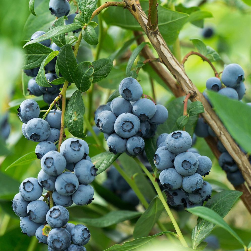50 Reka Blueberry Fruit Seeds