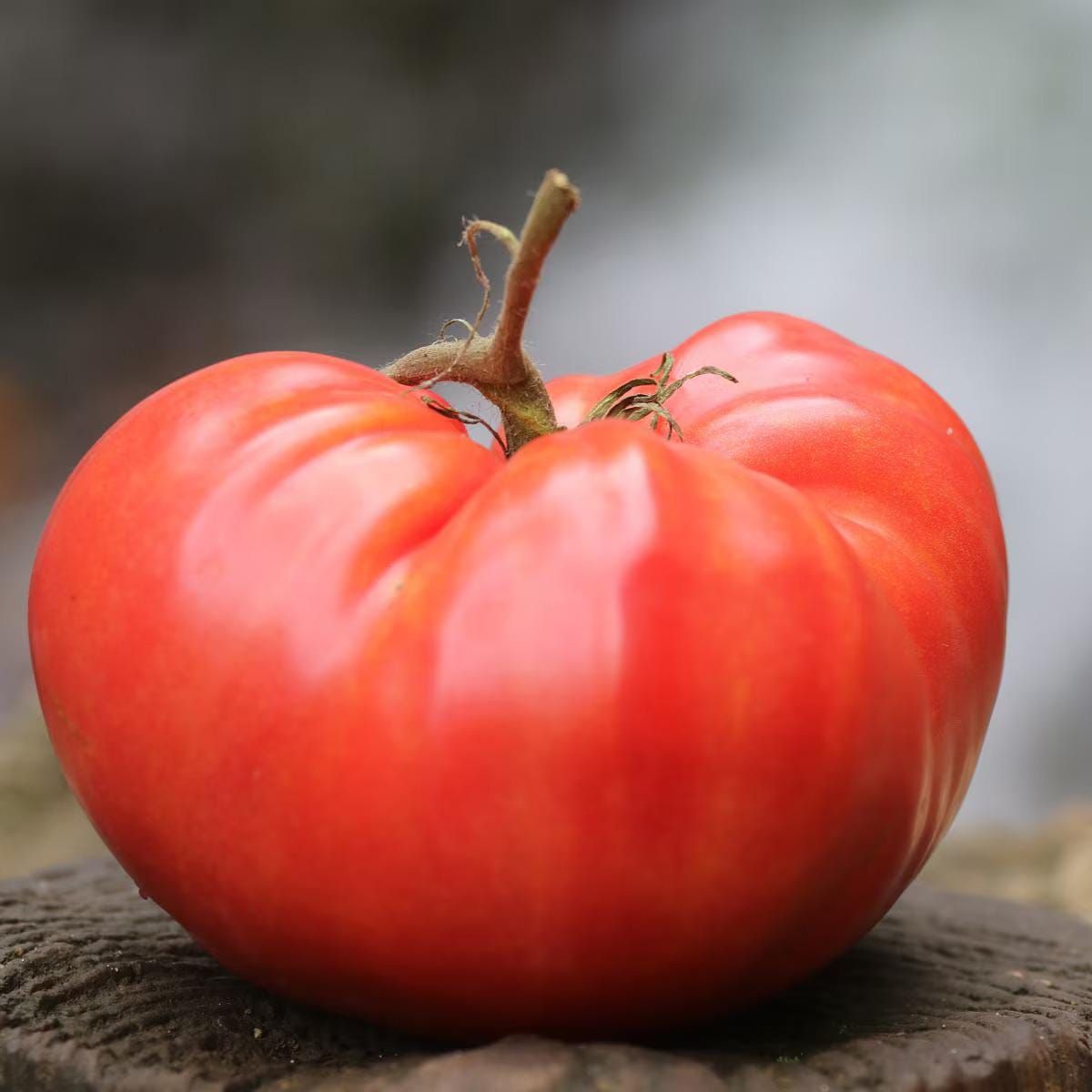 100 Gigantomo Giant Tomato Non GMOs Vegetable Heirloom Seeds
