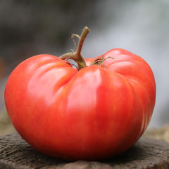 100 Gigantomo Giant Tomato Non GMOs Vegetable Heirloom Seeds