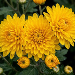 200 Mango Dream Mum Chrysanthemum Flowers Seeds