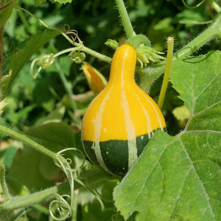Yellow and green striped gourd on a vine with leaves in the background