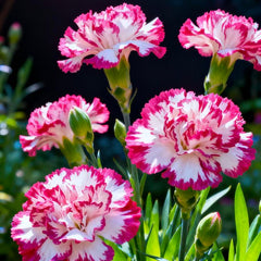 Pink and white carnations with green leaves on a dark background