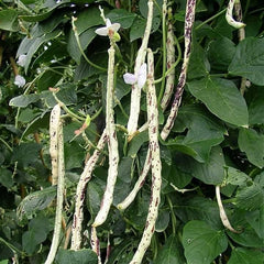 50 Tiger Striped Bush Bean Seeds