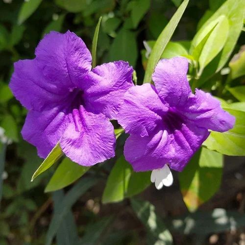 200 Purple Ruellia tuberosa Waterkanon Thai Flower Herbs Seeds