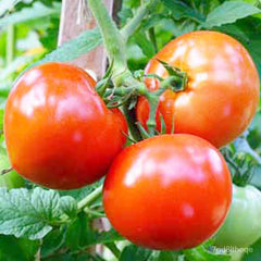 100 Thai Plum Tomato Seeds