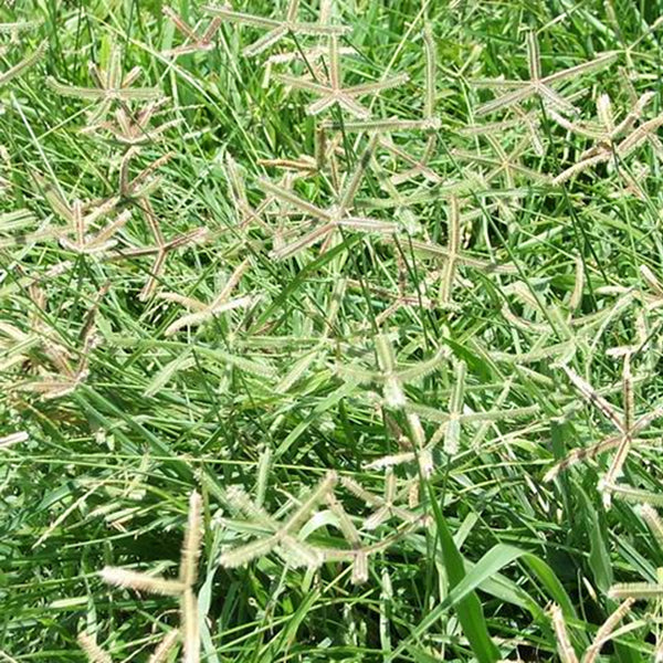 300 Crowfoot Grass Beach Wiregrass Dactyloctenium Aegyptium Seeds