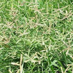 300 Crowfoot Grass Beach Wiregrass Dactyloctenium Aegyptium Seeds