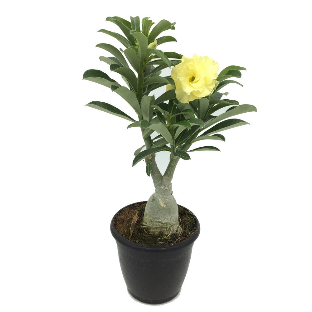 10 Thai White Star Yellow Adenium Obesum Double Layer Desert Rose