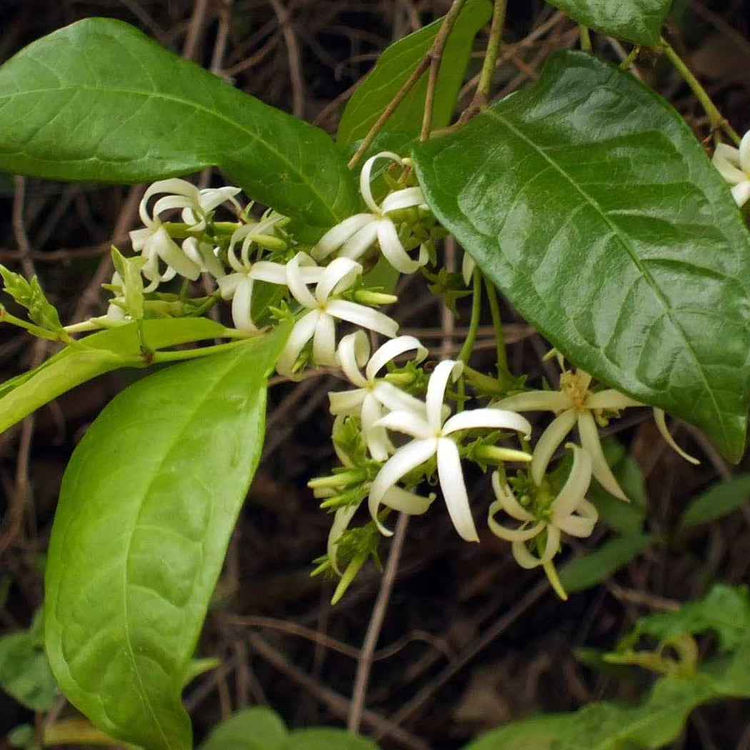 20 Mok Khruea Amphineurion Marginatum Seeds