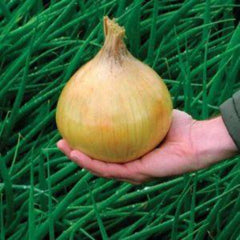 100 Giant Onion Organic Green Heirloom Seeds (Vegetable Potted Plants)