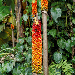 10 Amorphophallus Paeoniifolius Elephant Yam Stanley's Water-Tub Seeds