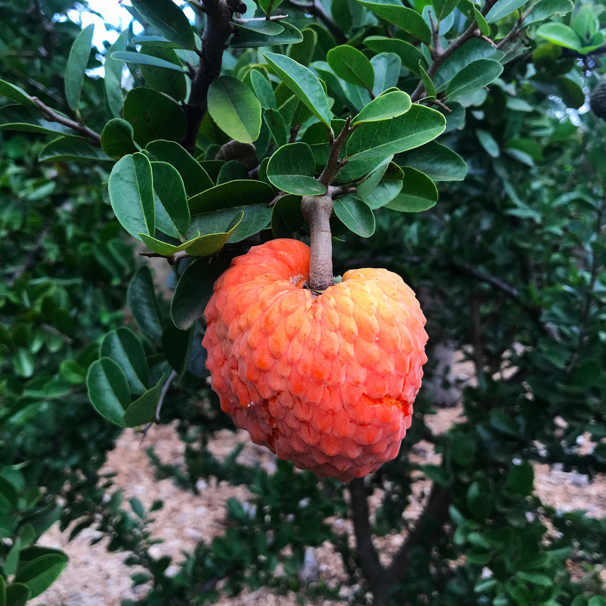 20 Red Cherimoya Fruit Annona Spinescens Seeds