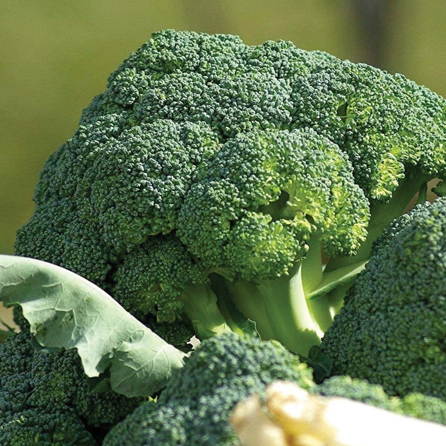 100 Broccoli Waltham29 Vegetable Heirloom Non-Gmo Seeds