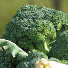 100 Broccoli Waltham29 Vegetable Heirloom Non-Gmo Seeds