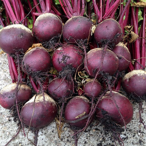 100 Beets Boltardy Beetroot Vegetable Heirloom Seeds