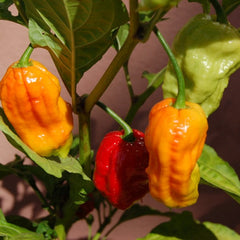 25 Bhut Jolokia Chili Ghost Pepper Vegetable Seeds